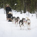 Dog Sleding_Rovaniemi ; Credits_Juho Kuva