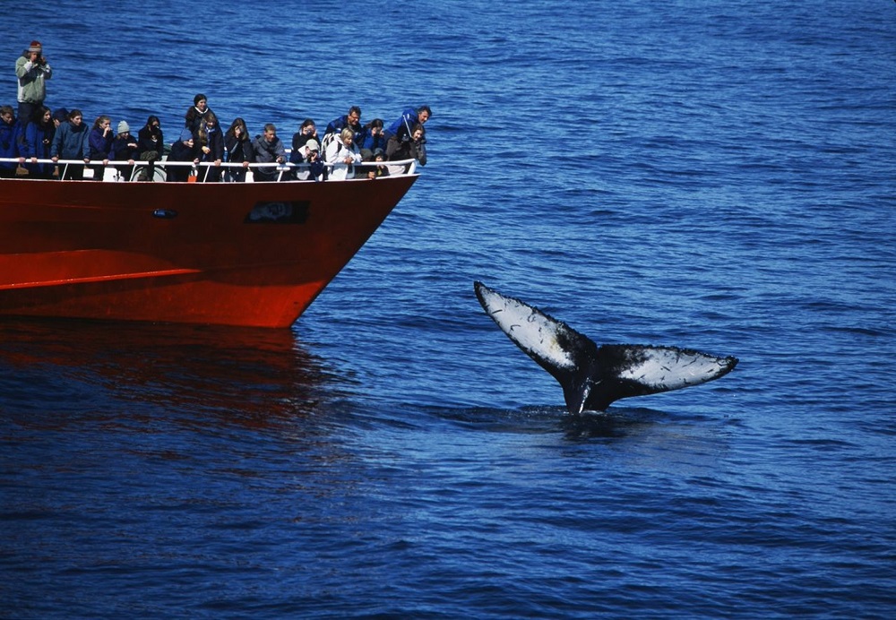 Whale Watching : Courtesy : Elding