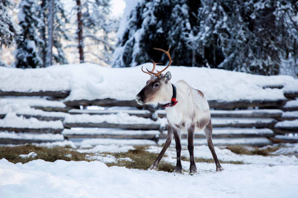 Lonely reindeer standing by the feeding site on a cold winter day at Oulanka National Park, Finnish Lapland, Northern Europe by Kersti Lindström