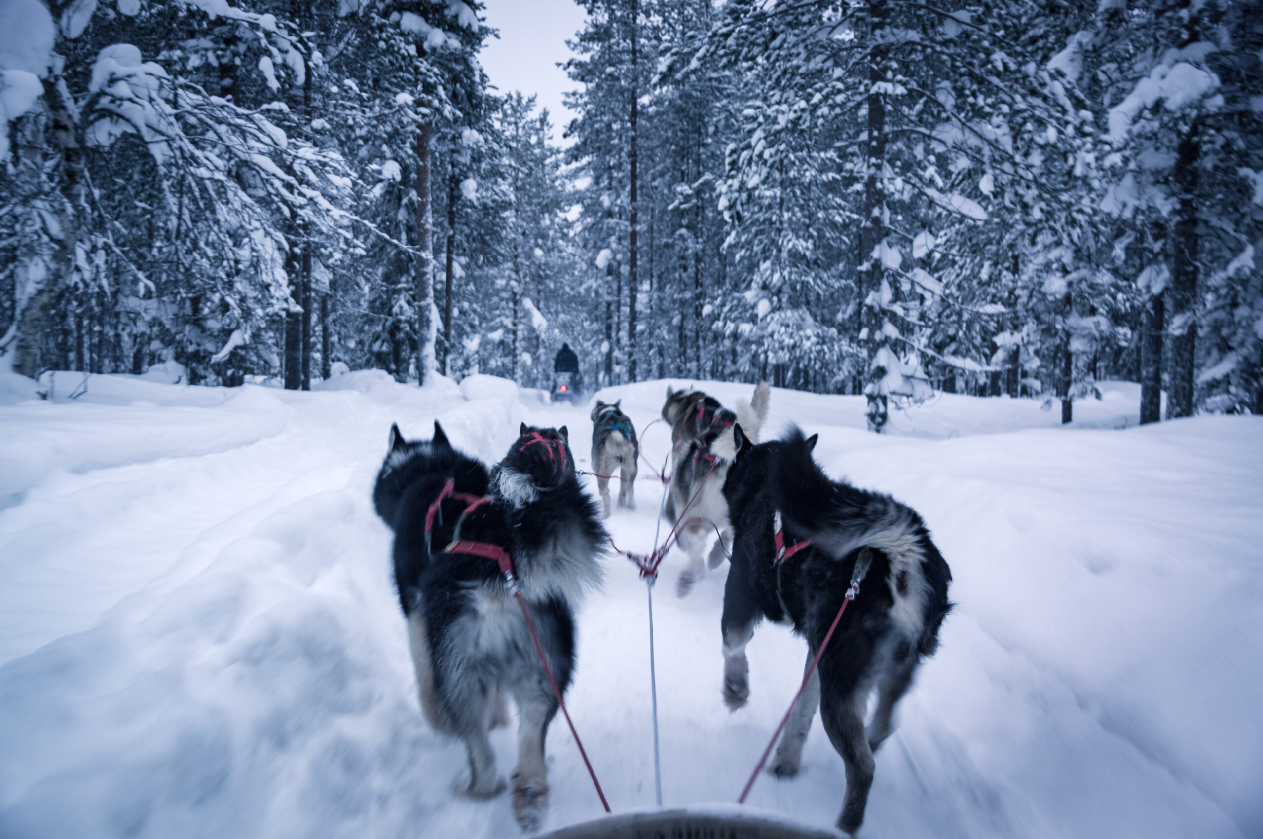 husky adventure in finish lapland during winter. Picture Credit: schame87